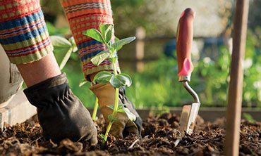 Gardener working in soil
